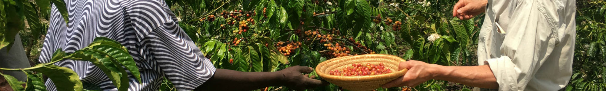Uganda Coffe Farmers